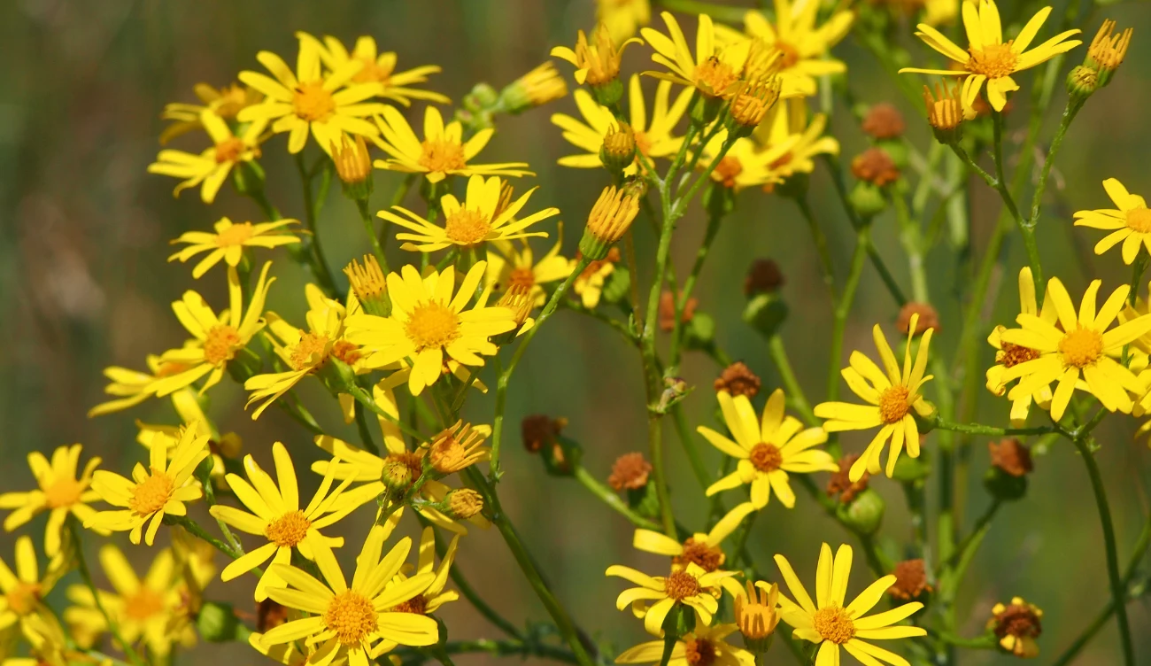 Starzec jakubek - niebezpieczna roślina dla ludzi i zwierząt 