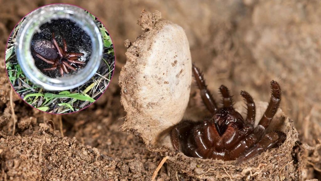 Pająki z rodziny Ctenidae budują ziemne pułapki z drzwiczkami Pająki z rodziny Ctenidae budują ziemne pułapki z drzwiczkami