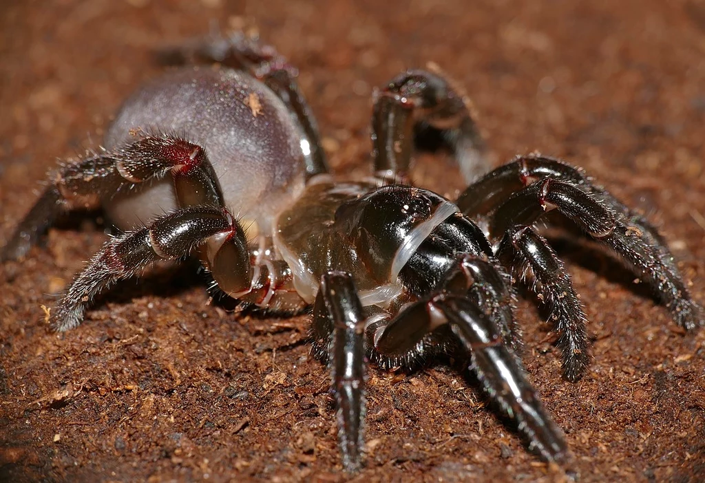 Przedstawiciele rodziny Ctenidae wyglądają jak lśniące kamienie Czarny pająk o masywnej budowie ciała i błyszczących odnóżach porusza się po ziemistym podłożu, dobrze widoczne szczegóły pancerza i segmentacji ciała.