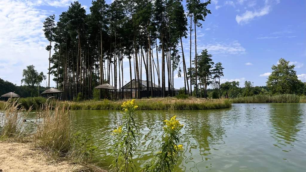 Jezioro otoczone trzcinami i roślinnością, w tle wysoka grupa sosen oraz widoczne drewniane zabudowania, jasne niebo z niewielką ilością chmur