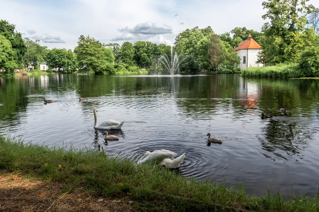 Spokojny staw otoczony zielenią, pośrodku widoczna fontanna, na tafli wody pływają łabędzie oraz kaczki, w tle zabudowania o białych ścianach i czerwonym dachu.