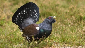 Ten ptak jest na skraju wyginięcia. Leśnicy walczą o jego powrót do natury