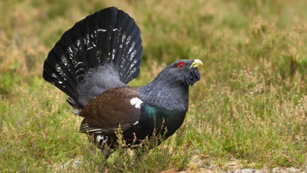 Głuszec w Polsce jest narażony na wyginięcie 