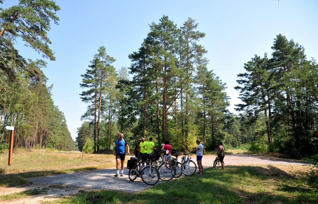 Grupa osób zatrzymuje się na rowerach na leśnej drodze, otoczona wysokimi sosnami w słoneczny dzień, rozmawiając i odpoczywając na skrzyżowaniu ścieżek.
