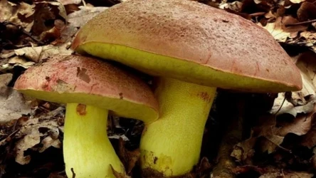 Borowik królewski jest objęty ścisłą ochroną