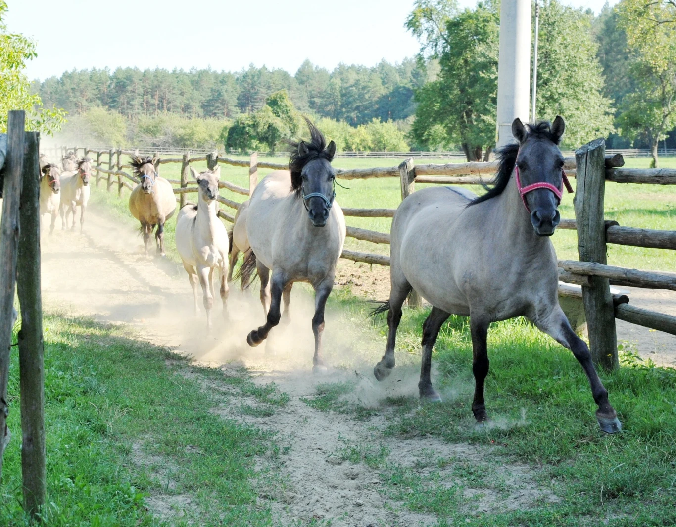 Stado koni galopujące po utwardzonej drodze otoczonej drewnianym ogrodzeniem, konie w ruchu wznoszą kurz, w tle zielone drzewa i las na horyzoncie.
