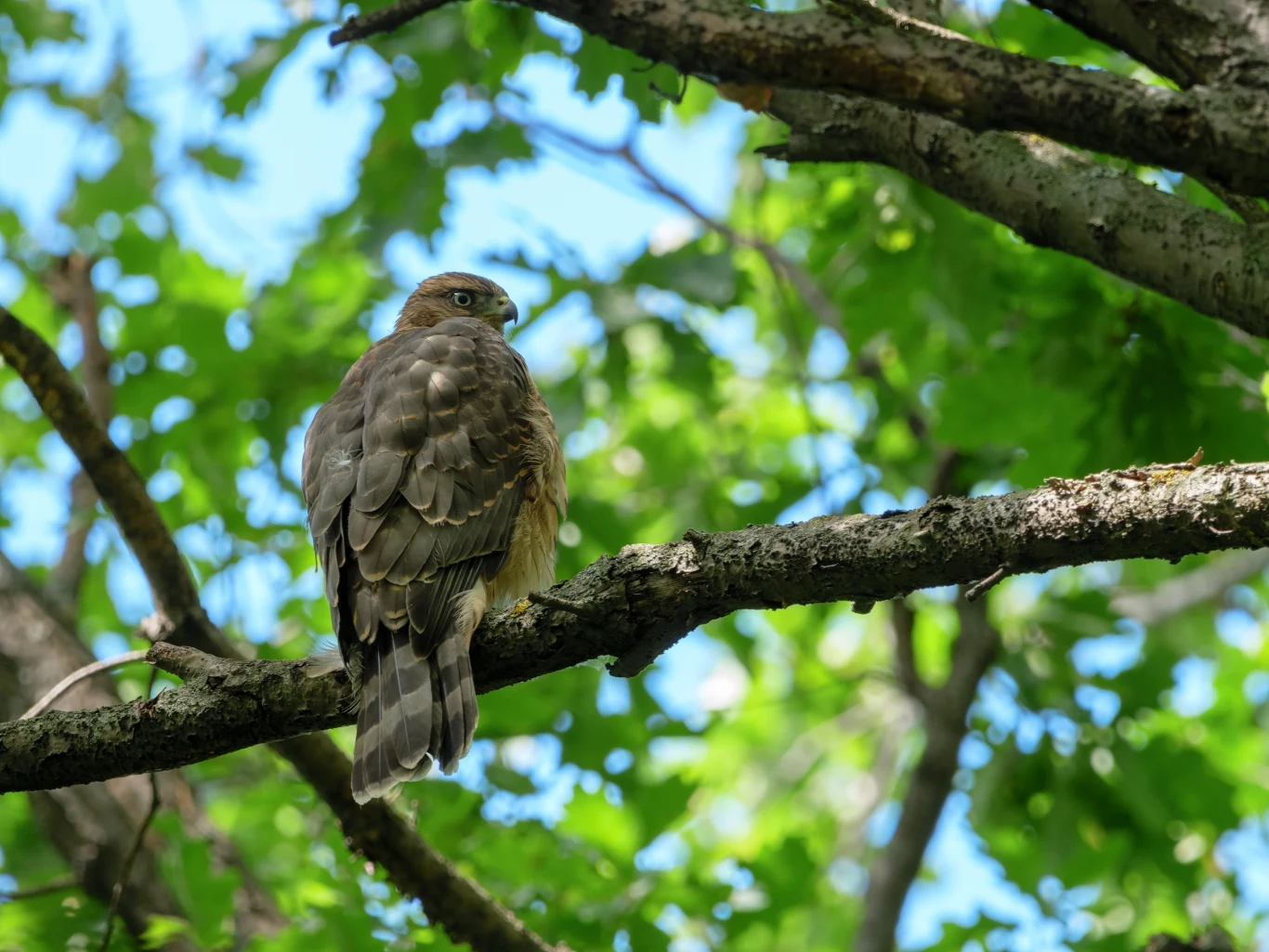 Astur gentilis, jastrząb zwany gołębiarzem Drapieżny ptak siedzi na grubym konarze drzewa, otoczony zielonymi liśćmi i naturalnym światłem słonecznym, tło rozmyte, dominują odcienie zieleni i brązu.