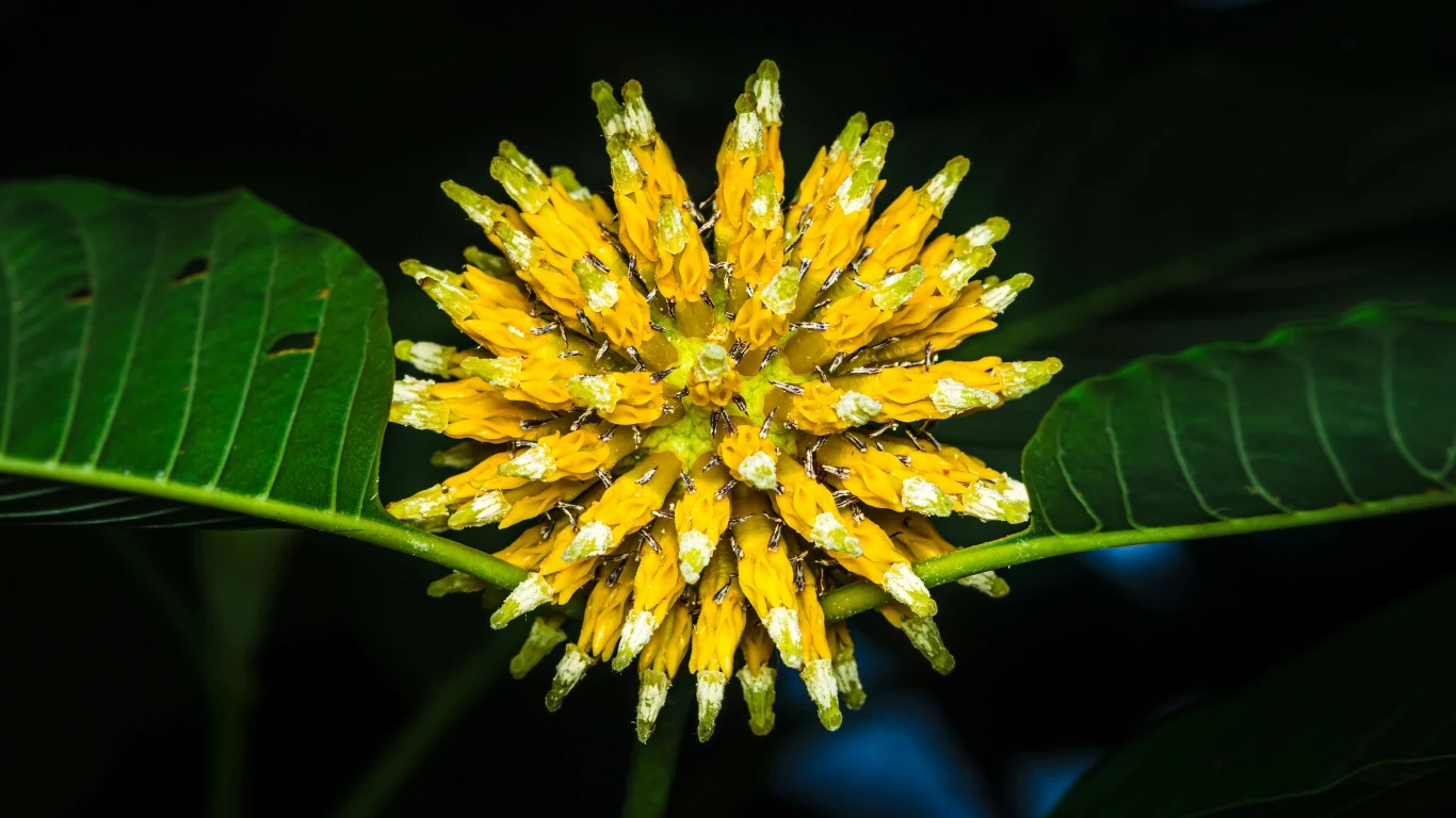 Mitragyna speciosa. W medycynie tradycyjnej roślina była stosowana w leczeniu biegunki, kaszlu, nadciśnienia, łagodzeniu bólu mięśni, a także powszechnie stosowana jako substytut opium Żółty kwiat o kulistym kształcie z licznymi cienkimi płatkami otoczony dużymi, zielonymi liśćmi na ciemnym tle.