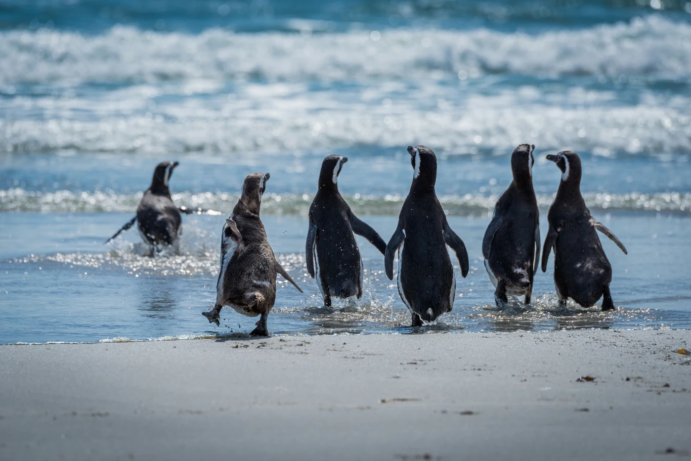 Grupa pingwinów maszerujących w kierunku oceanu po piaszczystej plaży, z falującą wodą w tle i jasnym, słonecznym oświetleniem.