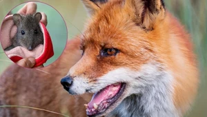 Lis wdarł się do zoo. Sforsował szykany i pozabijał zwierzęta