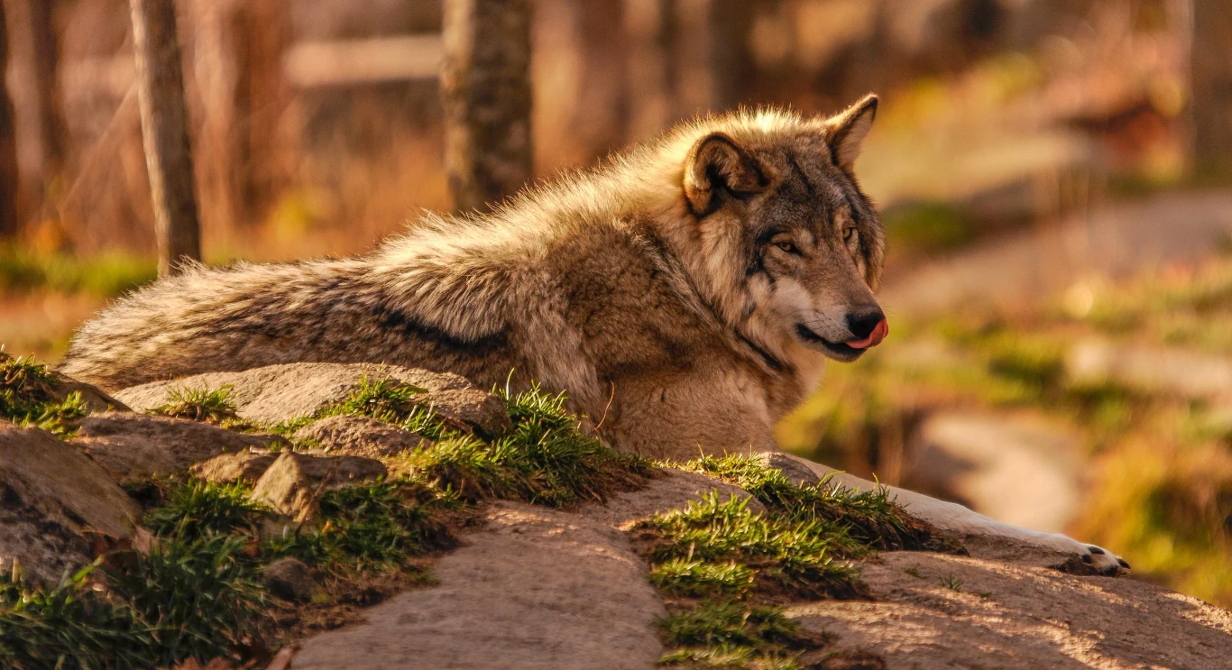 Wilk leżący na skalistym podłożu, otoczony naturalnym środowiskiem leśnym podczas słonecznego dnia, sierść o odcieniu szaro-brązowym, zwierzę jest czujne i odpoczywa.
