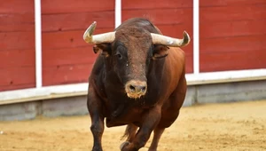 Tragedia na arenie w Lizbonie. 700-kilogramowy byk zabił torreadora