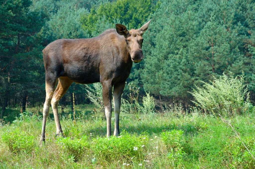 Łosie są zwierzętami związanymi z północą Eurazji Łoś stojący na polanie w otoczeniu zielonych drzew, patrzący w stronę aparatu, z wyraźnymi długimi nogami i charakterystyczną sylwetką, otoczony naturalną roślinnością lasu.