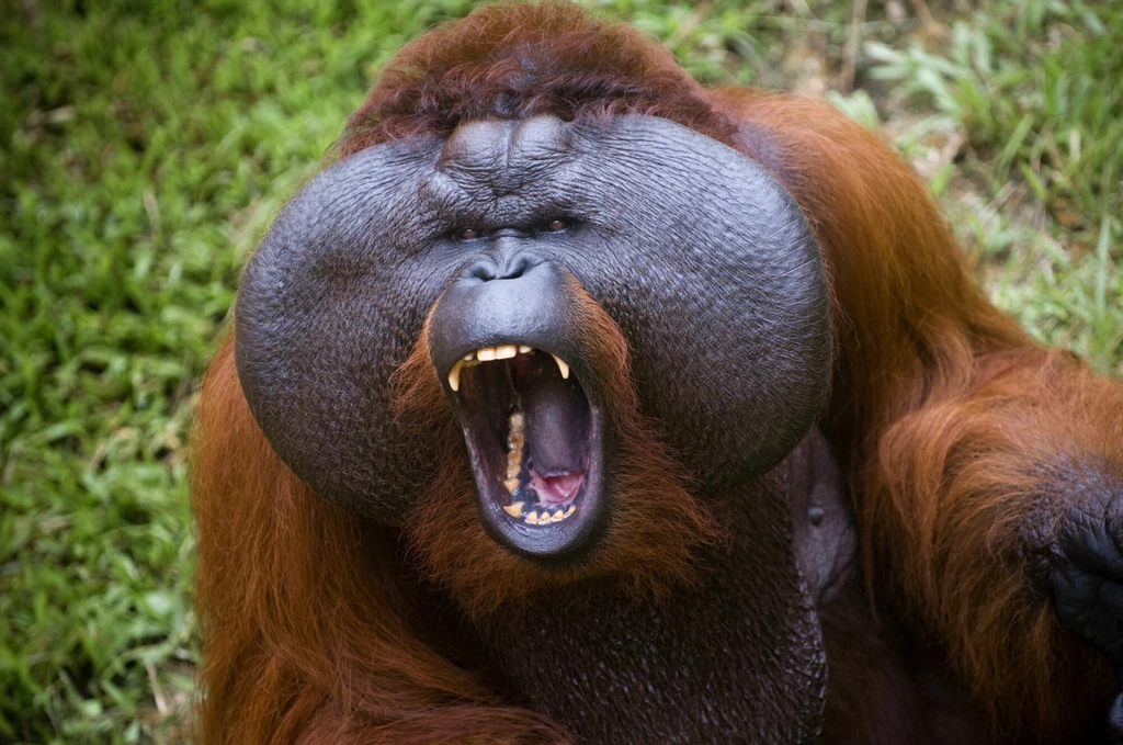 Gigantopitek niekiedy jest łączony z orangutanem i tak przedstawianym, ale nie był jego bardzo bliskim krewnym