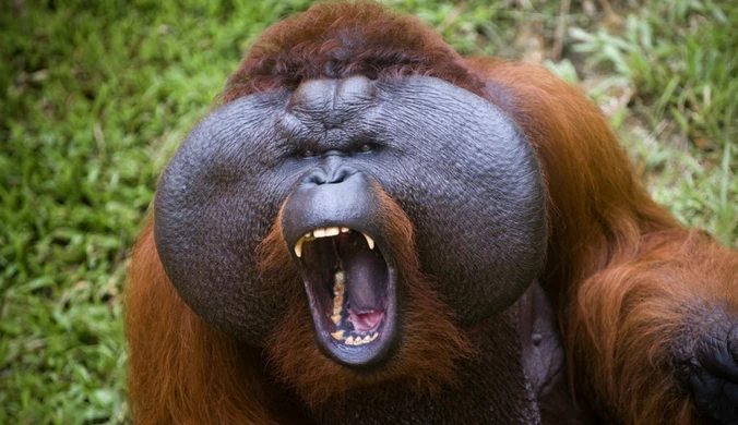 Gigantopitek niekiedy jest łączony z orangutanem i tak przedstawianym, ale nie był jego bardzo bliskim krewnym