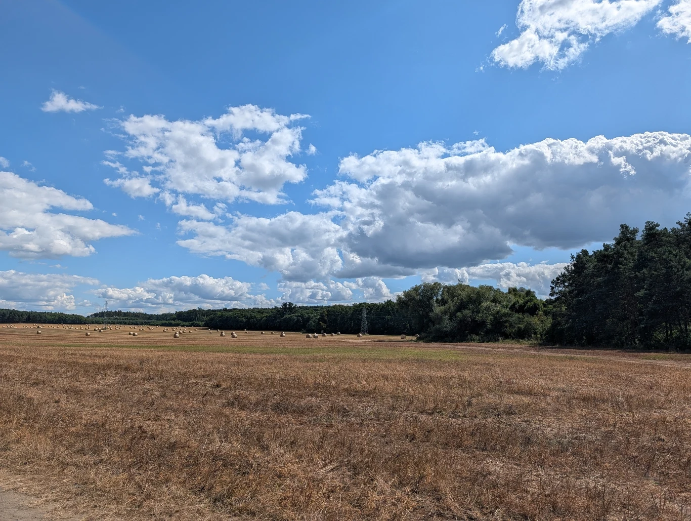Rozległe pole ze sprasowaną słomą, pojedyncze bele słomy równomiernie rozłożone na suchej łące, w tle granica lasu, nad całością rozciąga się niebieskie niebo z licznymi białymi chmurami.