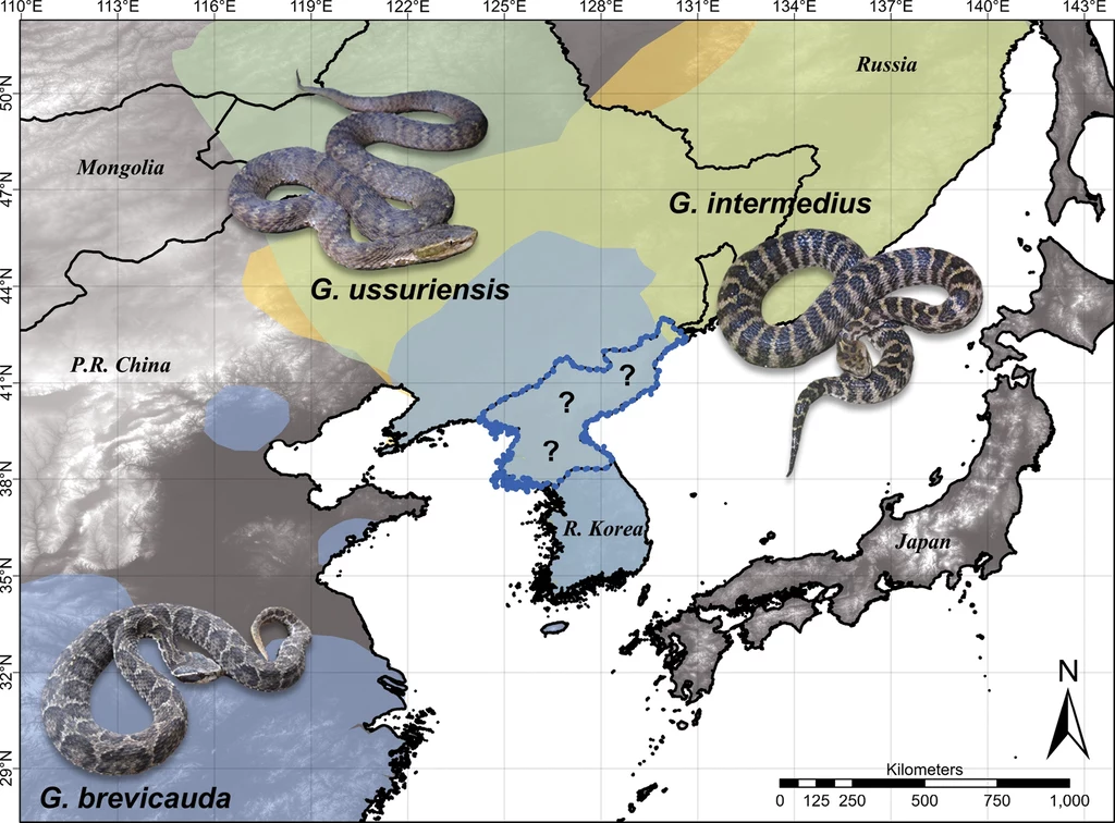 Mapa pokazująca rozmieszczenie trzech gatunków węży: Gloydius ussuriensis, Gloydius intermedius oraz Gloydius brevicuada na obszarach Chin, Korei, Mongolii, Rosji i Japonii; węże są zilustrowane graficznie na odpowiednich obszarach ich występowania.