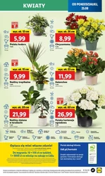 Świeże okazje czekają - Lidl