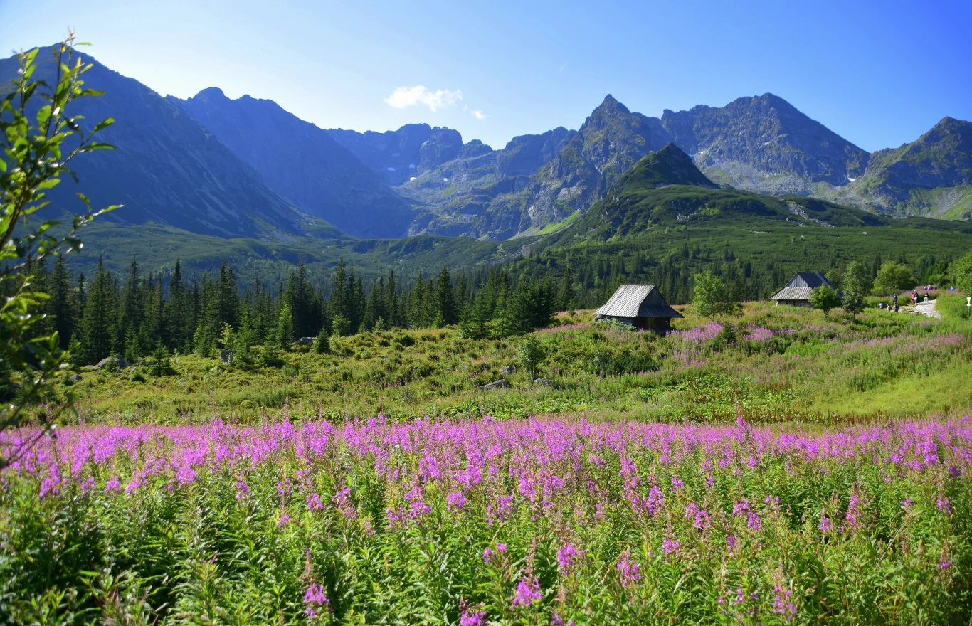 Województwo małopolskie to kraina, która przyciąga turystów z całego świata. Nie bez powodu: Kraków, Tatry i inne malownicze miejsca zachwycają o każdej porze roku Górska dolina z łąką porośniętą kwitnącą wierzbówką kiprzycą, drewniane szałasy na tle lasu świerkowego i majestatycznych szczytów Tatr, niebo bezchmurne, słoneczna pogoda.