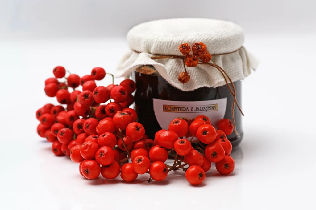 Z jarzębiny najczęściej przyrządza się dżemy, powidła, konfitury Słoik konfitury z jarzębiny z białym materiałowym wieczkiem, ozdobiony gałązką czerwonych owoców jarzębiny ułożoną obok, na białym tle.
