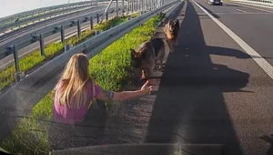 Na ekspresówce zobaczyła dwa duże psy. Policjantka się nie wahała