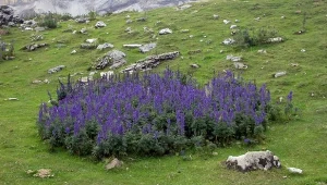 Ten kwiat rośnie w Polsce. Jedno dotknięcie może okazać się śmiertelne