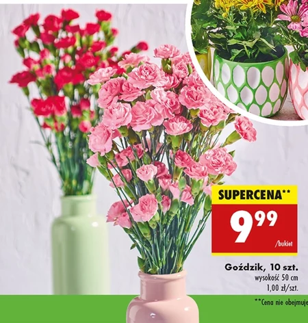 Гвоздика
