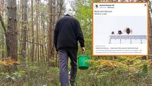 Cztery razy większy od zwykłego kleszcza. Ostrzeżenie dla Polaków