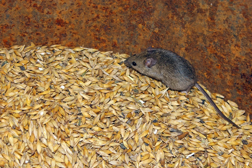 Gryzoni szukaj tam, gdzie znajdują się źródła żywności. Ich pobliżu najczęściej wiją gniazda Gryzoni szukaj tam, gdzie znajdują się źródła żywności. Ich pobliżu najczęściej wiją gniazda