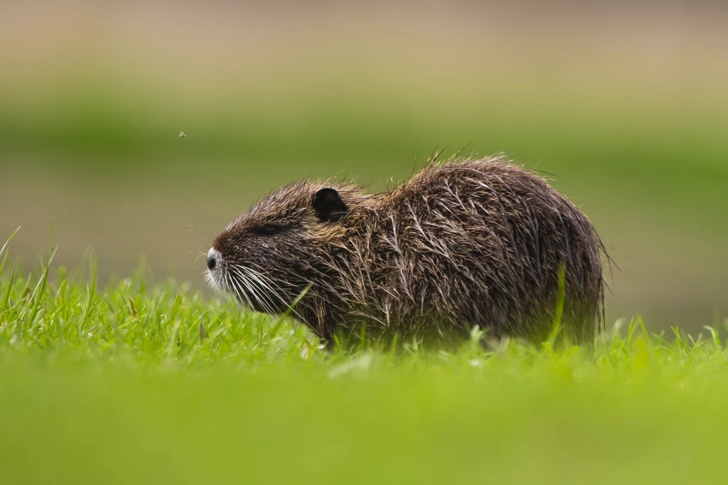 Nutria amerykańska sfotografowana w Etang de Sologne we Francji Nutria o brązowej sierści spacerująca po zielonej trawie, rozmyte tło podkreśla sylwetkę zwierzęcia.