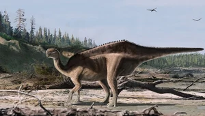 Emeryt odkrył nowego dinozaura. Tylko on zauważył ten szczegół