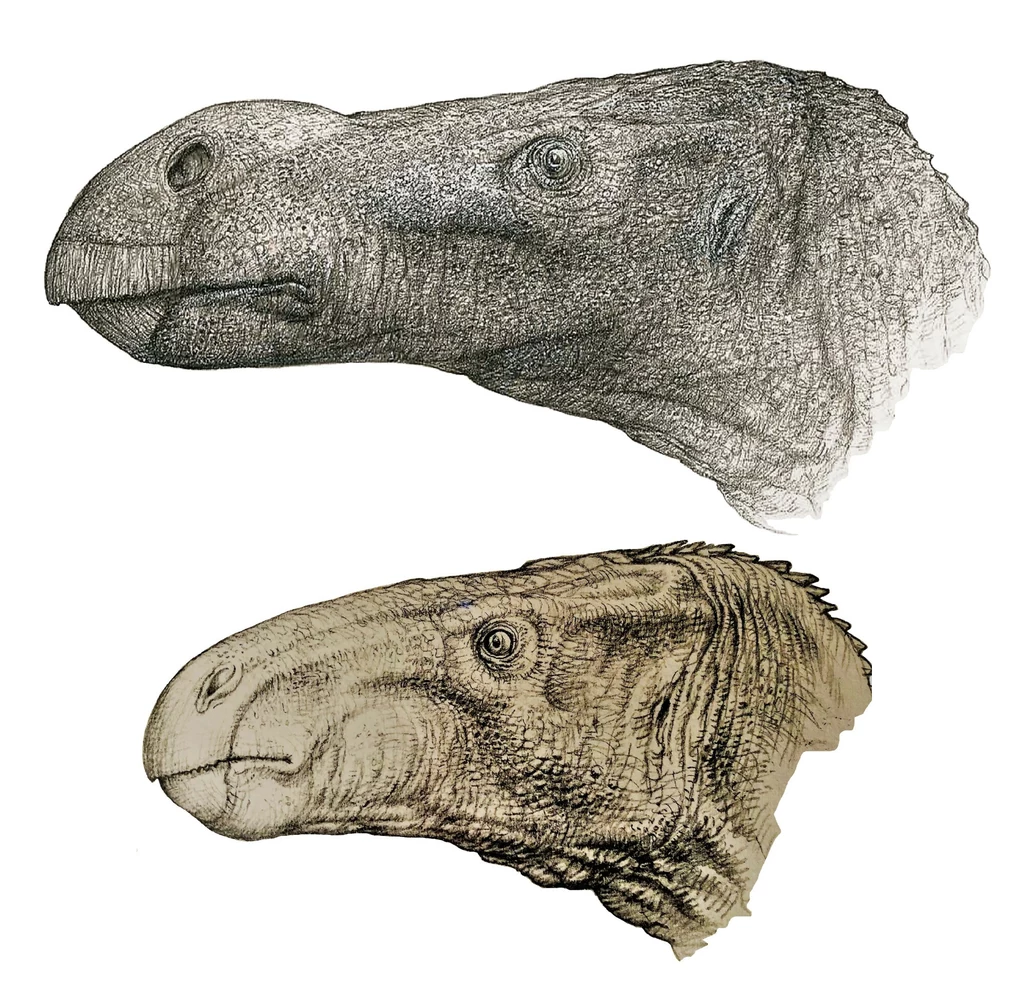 Iguanodony takie jak Istiorachis macarthurae były typowymi zwierzętami przełomu jury i kredy Dwa szczegółowo narysowane szkice głów roślinożernych dinozaurów, ukazujące różnice w proporcjach czaszki, oczodołów i faktury skóry.
