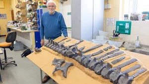 Emeryt odkrył nowego dinozaura. Tylko on zauważył ten szczegół