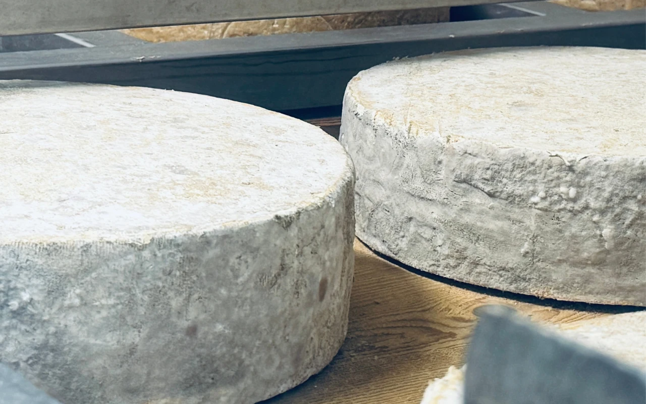 Kilka dużych, okrągłych kręgów sera o pokrytej naturalną pleśnią skórce, leżących na drewnianej powierzchni w otoczeniu drewnianych półek chłodniczych.