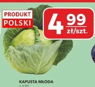 Kapusta młoda Polski