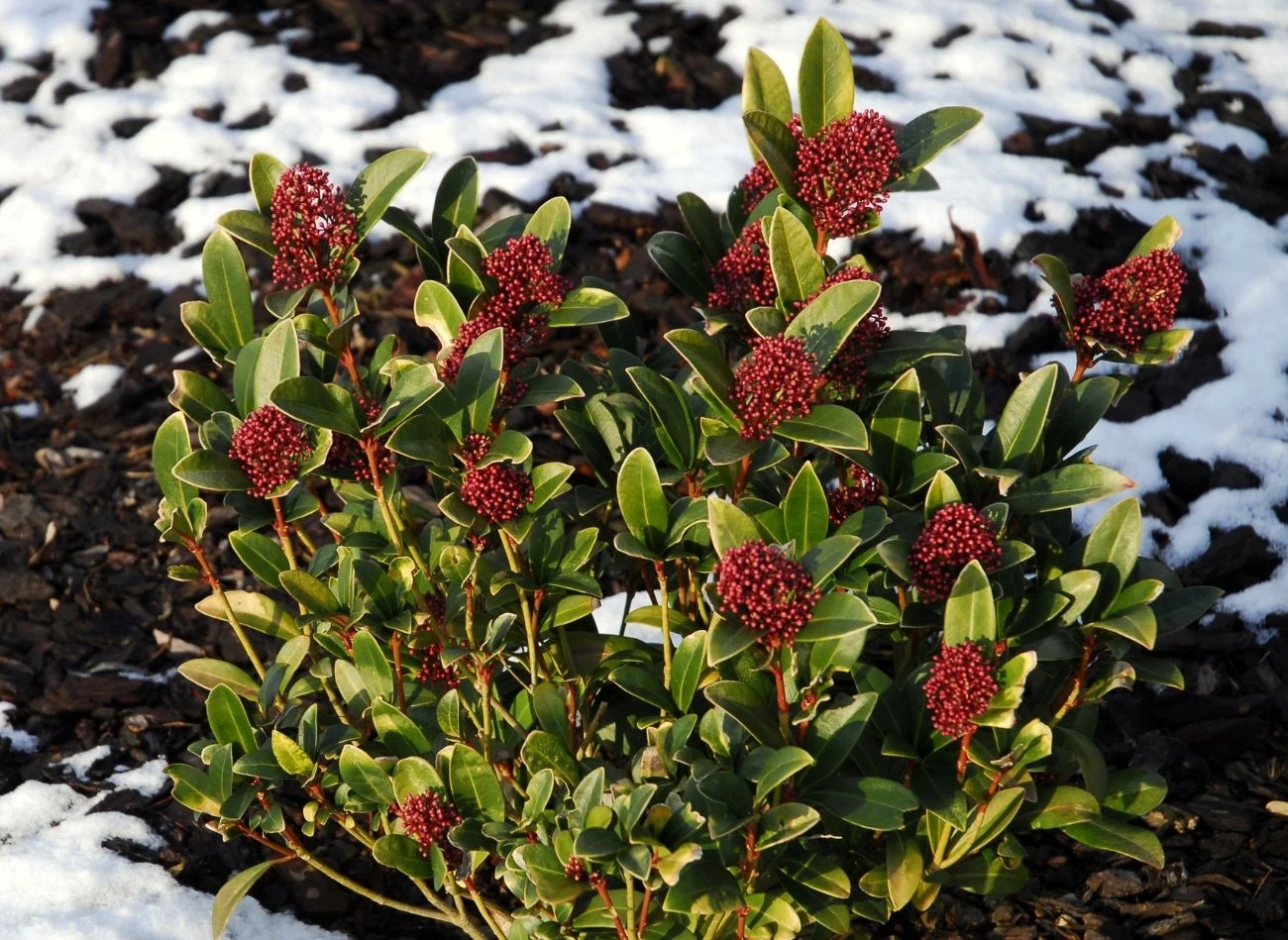 Skimia japońska musi być zabezpieczana na zimę. W szczególności, gdy mowa o młodych okazach