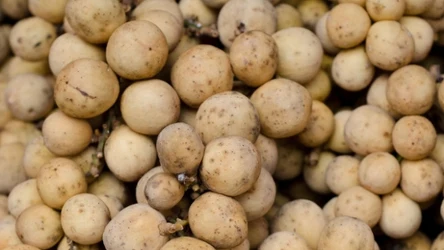 Słodliwka skutecznie leczy migrenę i malarię. Smakuje fantastycznie