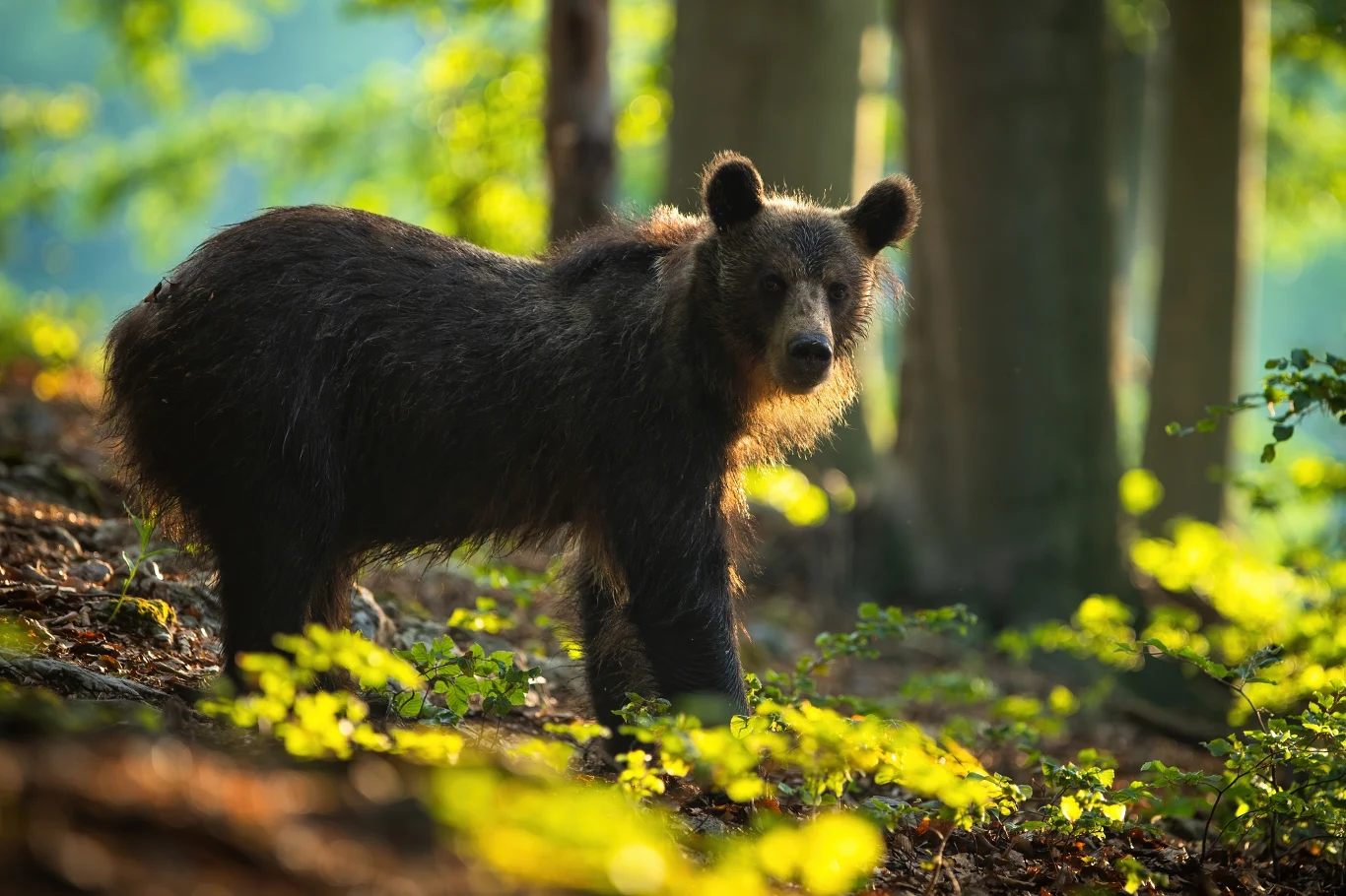 Niedźwiedź brunatny stojący w lesie, otoczony zielenią i promieniami słonecznymi przebijającymi się przez drzewa.