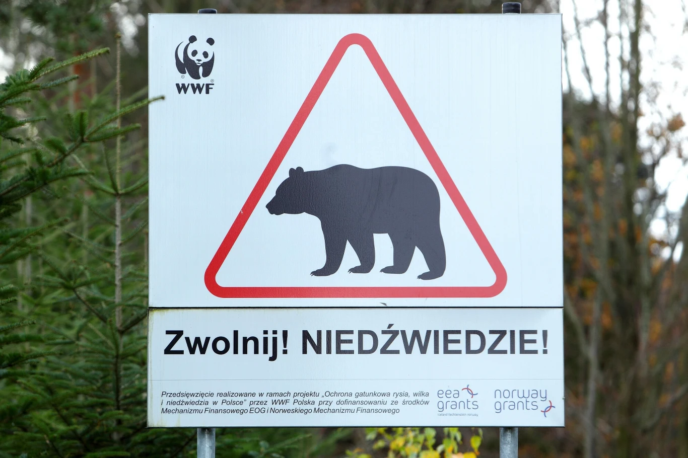 Tablica informacyjna z ostrzeżeniem o obecności niedźwiedzi, z dużym znakiem ostrzegawczym w kształcie trójkąta, sylwetką niedźwiedzia oraz napisem 'Zwolnij! Niedźwiedzie!' umieszczona przy lesie.