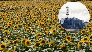 Ukraińcy uprawiali słoneczniki w strefie zamkniętej wokół elektrowni w Czarnobylu