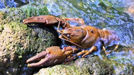 Rak błotny wraca do polskiej przyrody. Dlaczego jest pożyteczny? 