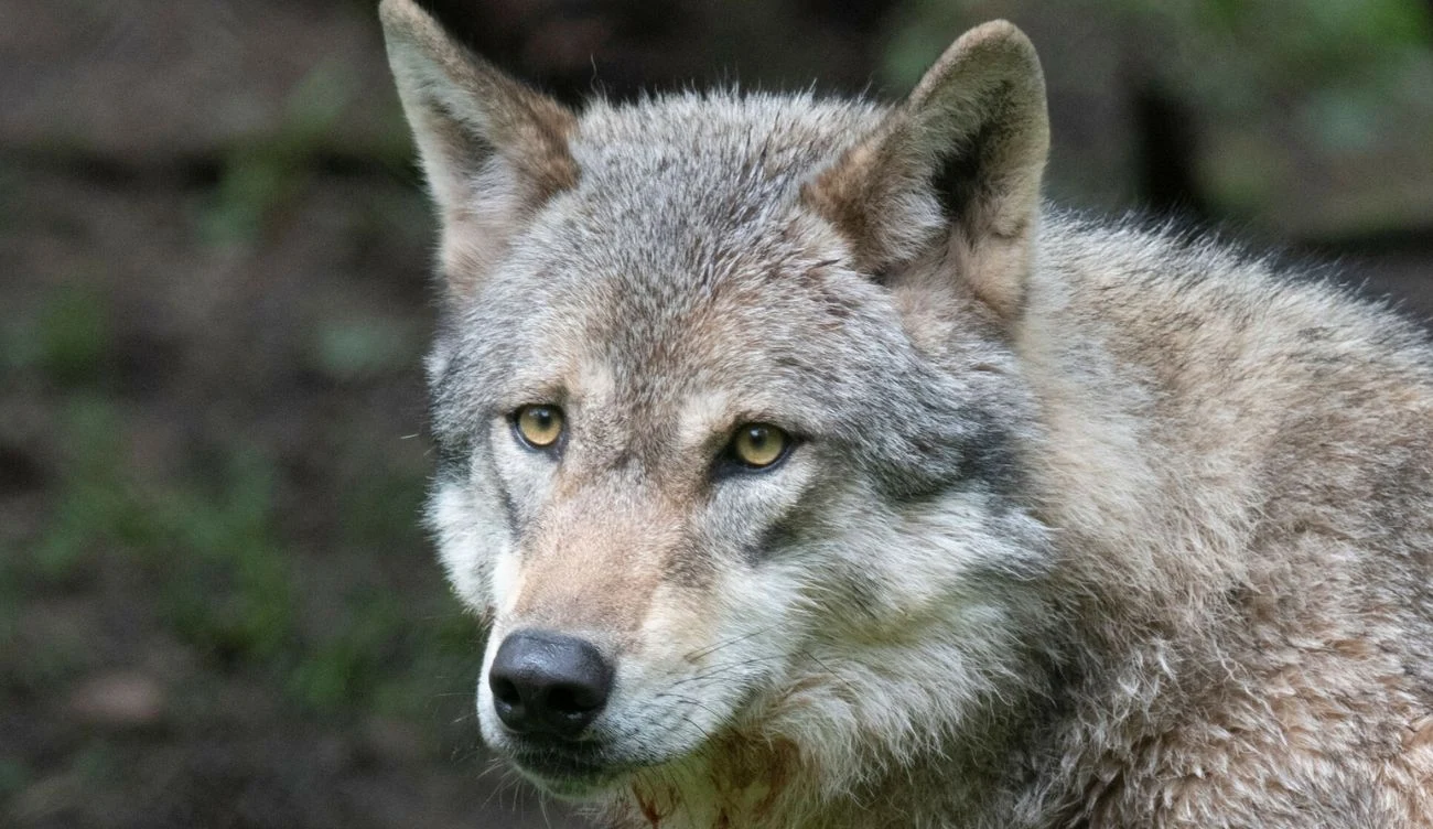 Jak wilk szary odmienił ekosystem Yellowstone? Jak wilk szary odmienił ekosystem Yellowstone?