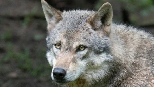 Wilki wróciły do parku narodowego. Niespodziewane korzyści dla przyrody