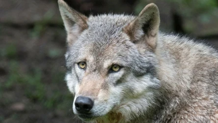 Jak wilk szary odmienił ekosystem Yellowstone?