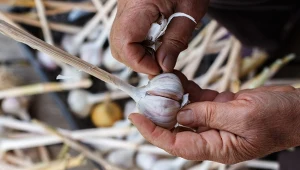 Obierasz czosnek? Nie wyrzucaj łupin, tylko zrób to, a rośliny będą rosły jak na drożdżach