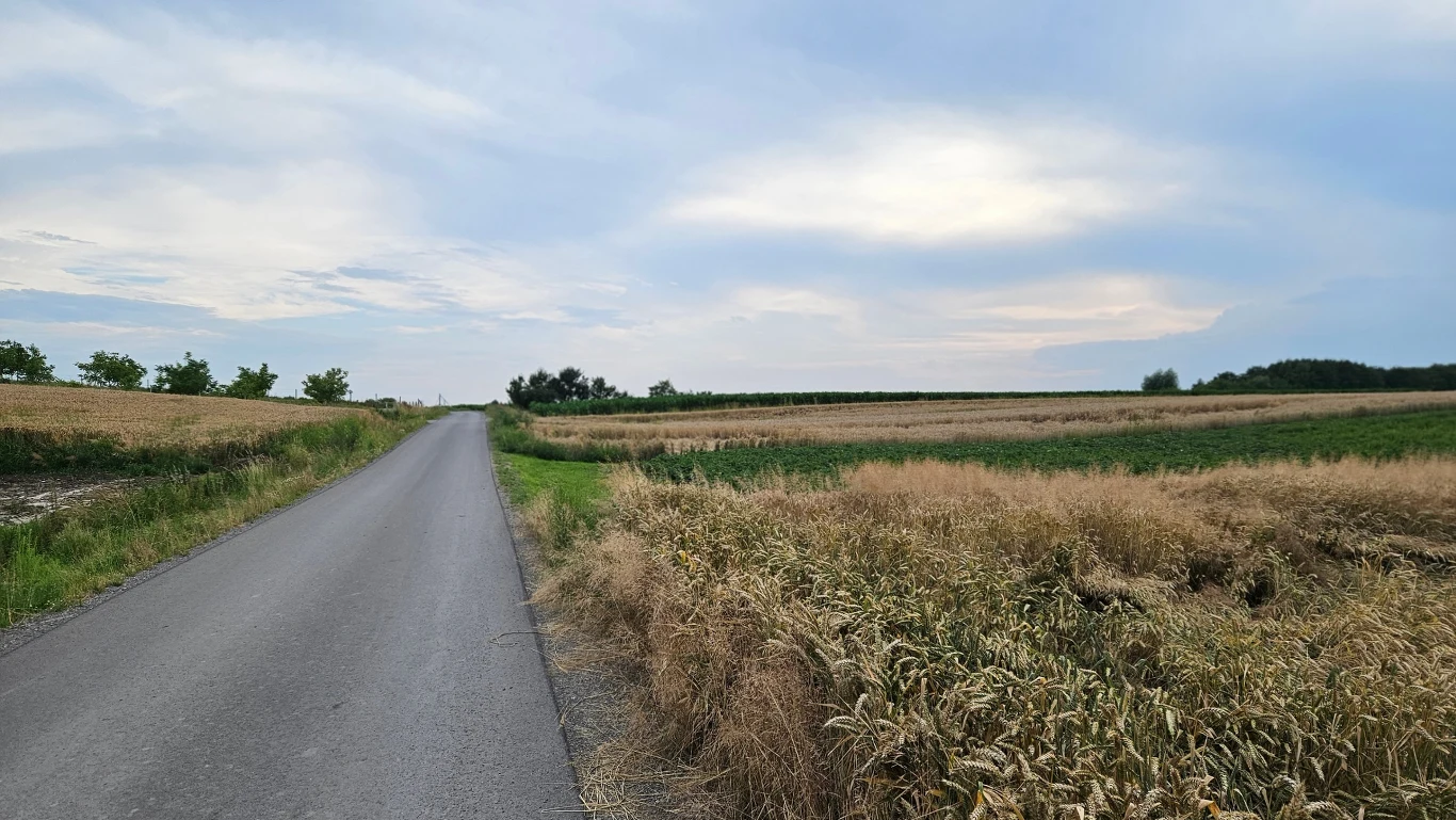 Urzejowice, miejscowość, z której pochodziła Basia Asfaltowa droga prowadząca przez pola uprawne, zboże po jednej stronie drogi i zielone pola po drugiej, pod błękitnym niebem z lekkim zachmurzeniem.