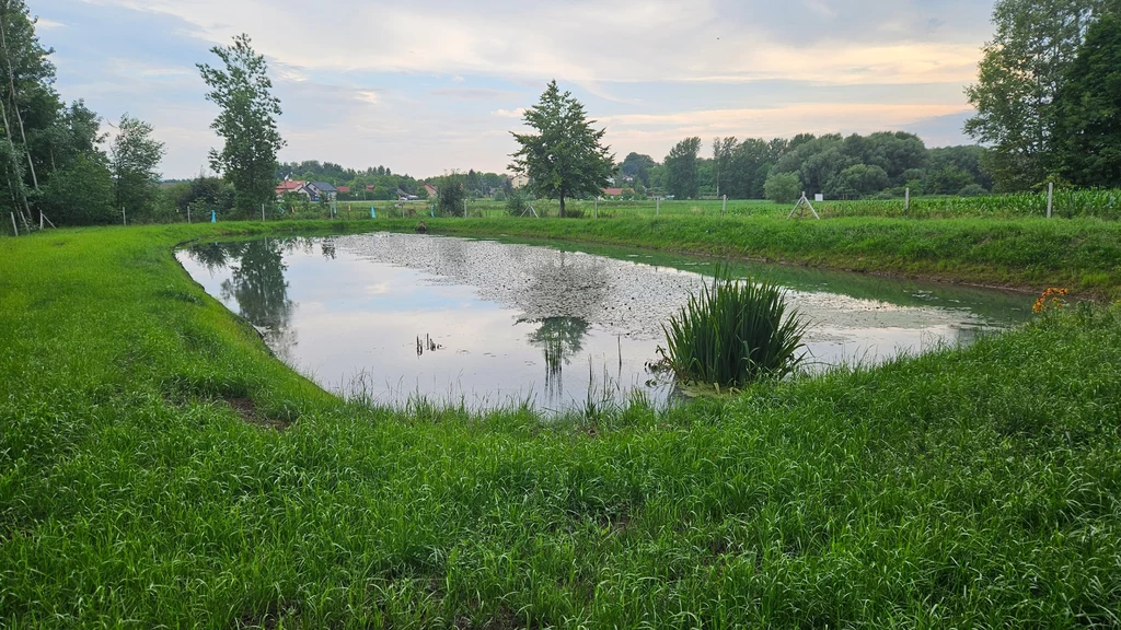 Niewielki staw otoczony soczystą zielenią trawy i drzewami, w tle widoczne pola uprawne, pojedyncze drzewa oraz zabudowania na horyzoncie, lustro wody odbijające fragment nieba i okolice.