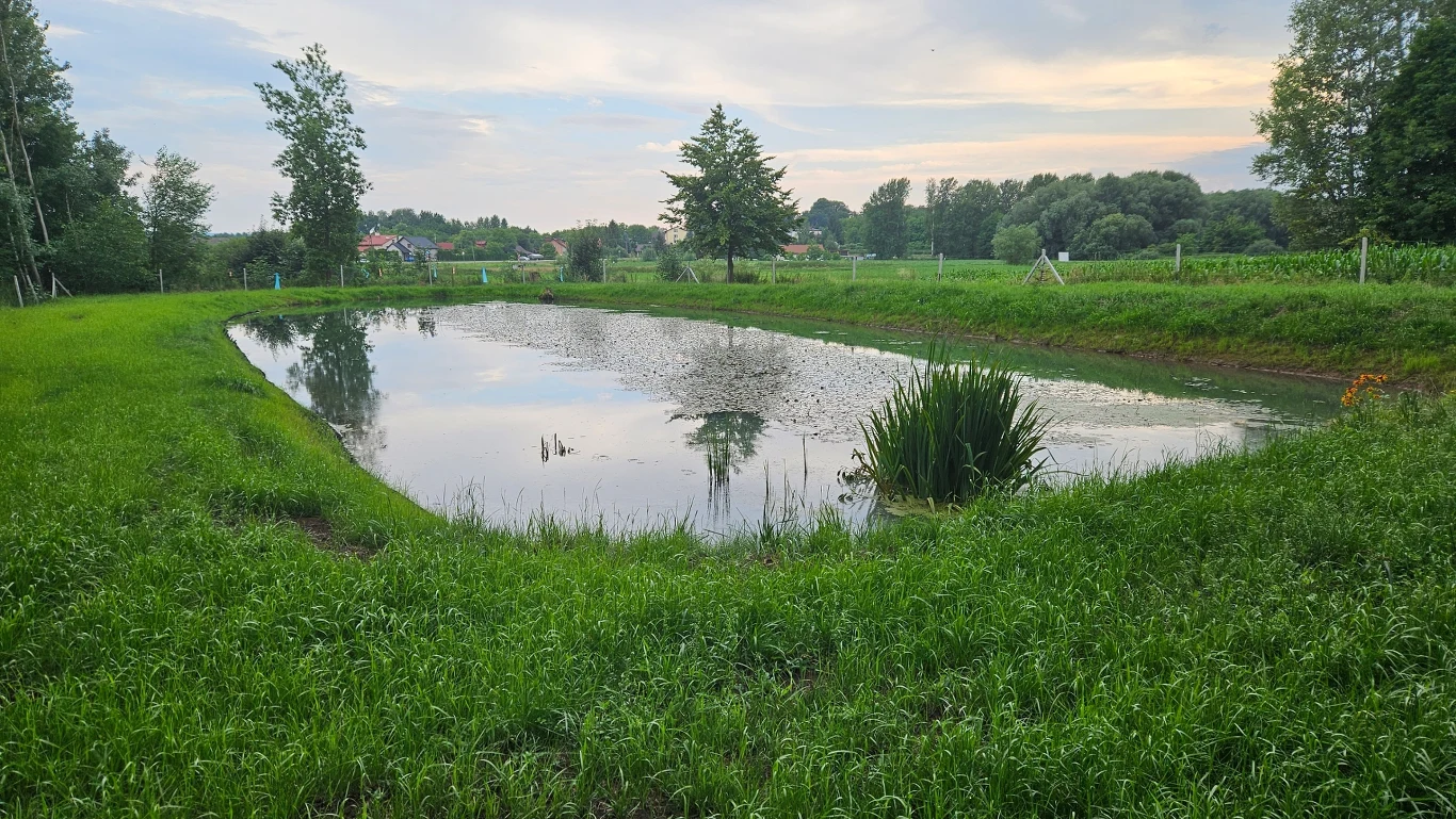 Staw w Urzejowicach Niewielki staw otoczony soczystą zielenią trawy i drzewami, w tle widoczne pola uprawne, pojedyncze drzewa oraz zabudowania na horyzoncie, lustro wody odbijające fragment nieba i okolice.