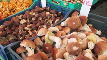 Ile można zarobić na sprzedaży grzybów? 