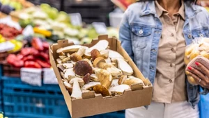 Ile kosztują grzyby w skupach?